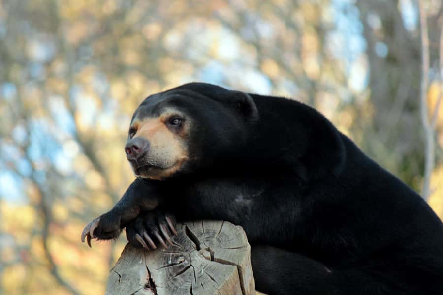 Wellington Zoo General Entry Tickets - Practical tips for a smoother visit
