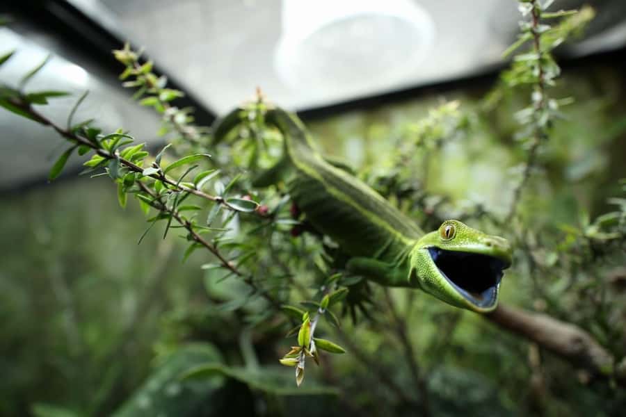 Wellington Zoo General Entry Tickets - General entry for $20: what your ticket actually buys you