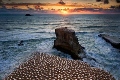West Coast Discovery – Piha Beach or Muriwai Beach from Auckland