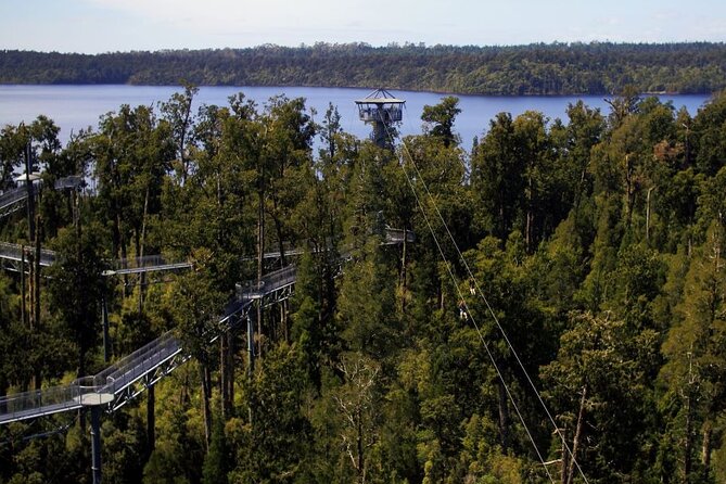 West Coast Tower Zipline & Treetop Walk Combo - The tree-top walk: Rimu rainforest learning with real lookout time