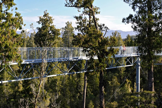 West Coast Treetop Walk - Key Things To Know Before You Go