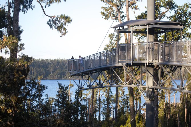 West Coast Treetop Walk - Price and Value: Is $24.20 Worth It?