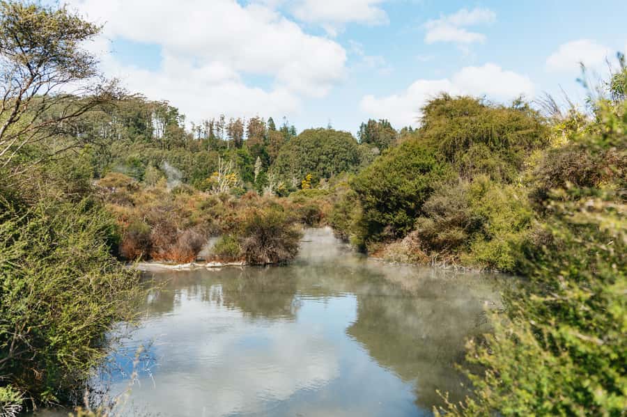 Whakarewarewa: Self-Guided Geothermal Trails - Manuka bushlands, ferns, and edible plants you can actually notice