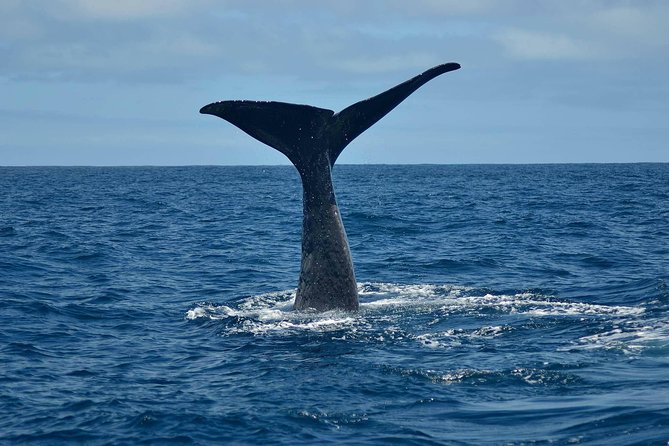 Whale Watching in Kaikoura by Boat - Key things to know before you go