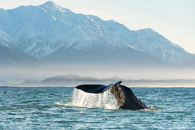 Whale Watching in Kaikoura by Boat - Kaikoura whale watching by boat: why this tour is a smart pick
