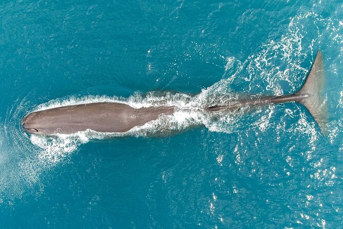 Whale Watching in Kaikoura by Boat - What happens during the whale watch portion