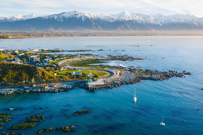 Whale Watching in Kaikoura by Boat - The animals you might see besides sperm whales