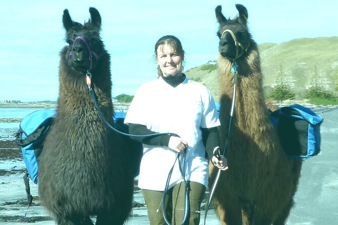 Whale Watching in Kaikoura by Boat - Sea sickness and rough-water reality, plus how to handle it