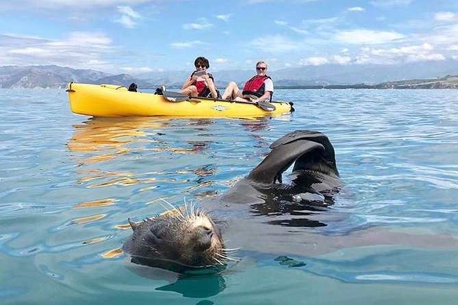 Whale Watching in Kaikoura by Boat - Safety, guidance, and the human factor that makes it feel professional