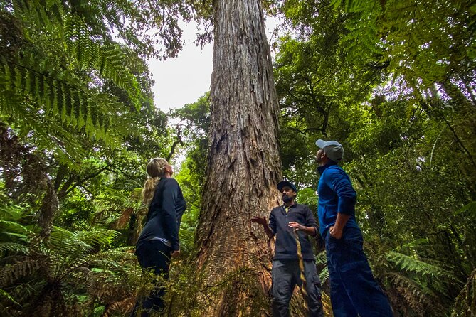 Whirinaki Forest Footsteps: Māori Guided Tour, Picnic & Transfer - Picnic lunch and Kawakawa tea: a real payoff, not just a break