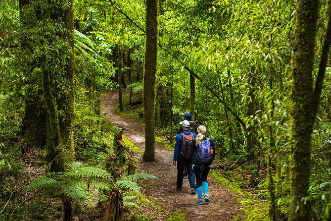 Whirinaki Forest Footsteps: Māori Guided Tour, Picnic & Transfer - Pacing, group size, and the value of not being herded