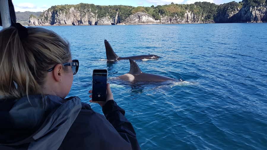 Whitianga: 2-Hour Cathedral Cove and Volcanic Coast Cruise - Whitianga Wharf Timing: A Smooth Start to Cathedral Cove Views