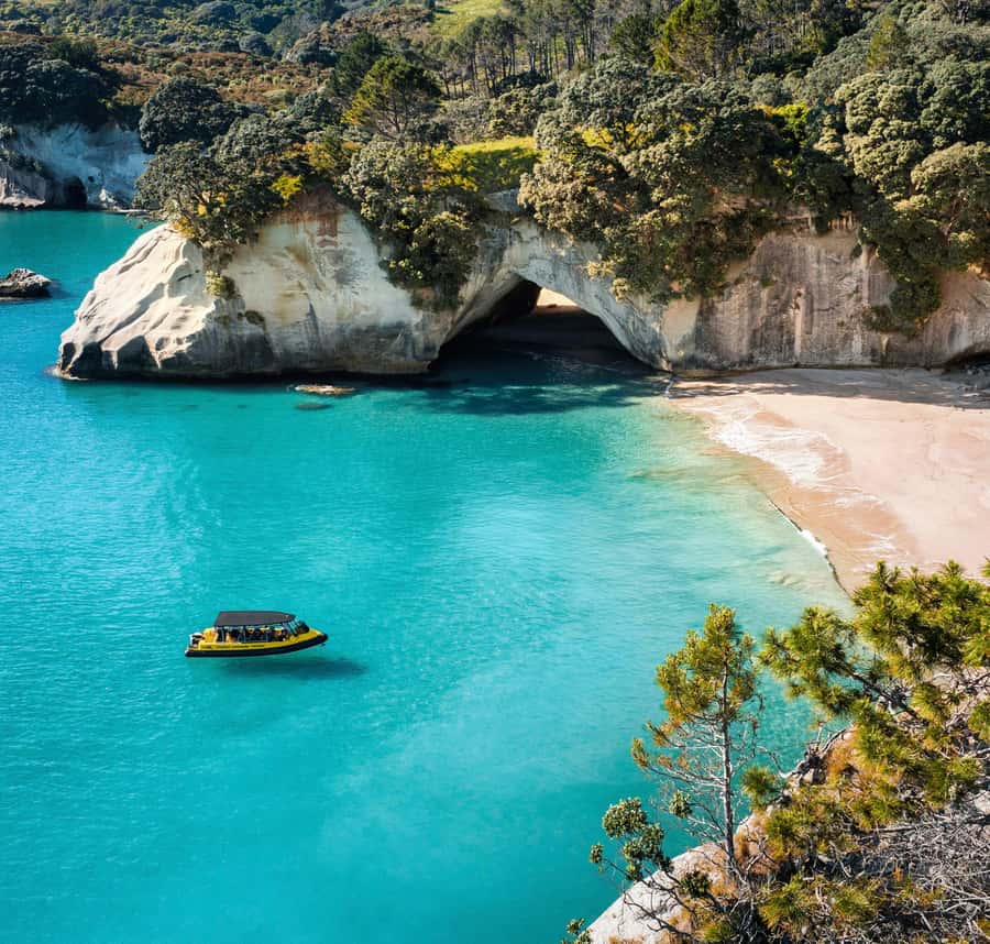 Whitianga: 2-Hour Cathedral Cove and Volcanic Coast Cruise - Wildlife Spotting: Dolphins, Whales, and Penguins (If You’re Lucky)