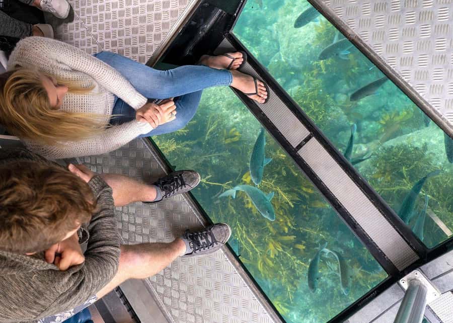 Whitianga: 2-Hour Glass Bottom Boat Cathedral Cove Tour - Marine mammals, seabirds, and seals: your best chance is when the boat is positioned
