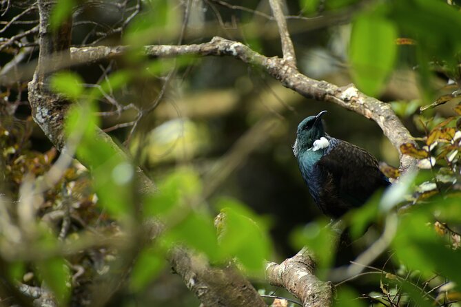 Wildlife and Penguin Tour - Key highlights to know before you go