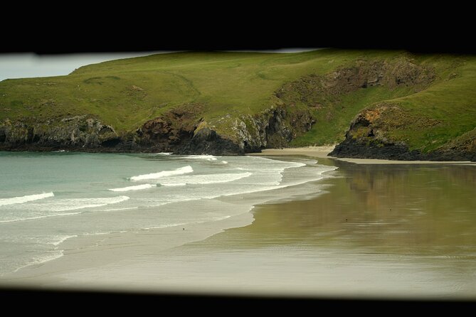Wildlife and Penguin Tour - Otago Peninsula penguin viewing, with real conservation behind it