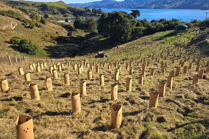 Wildlife and Penguin Tour - Otago Peninsula reserve walk: spotting wildlife after you learn how to look