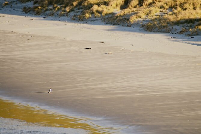 Wildlife and Penguin Tour - Price and included gear: where the value really comes from