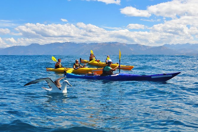 Wildlife Sea Kayaking Tour - Kaikoura - Kaikoura’s marine life, powered by a long-running operator