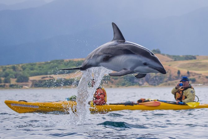 Wildlife Sea Kayaking Tour - Kaikoura - The timing that makes sense: 3 hours, with about 1.5 hours on-water