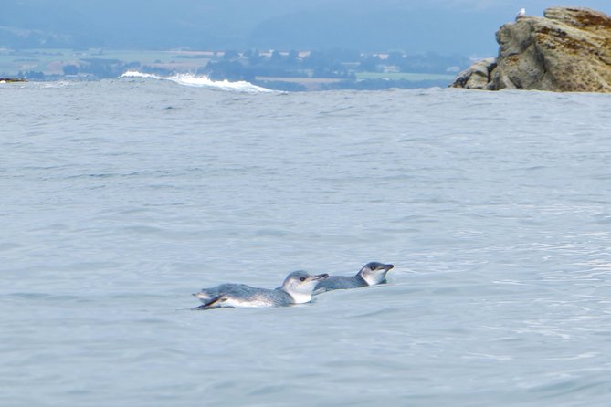 Wildlife Sea Kayaking Tour - Kaikoura - The marine reserve paddling route: how the scenery and wildlife connect