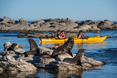 Wildlife Sea Kayaking Tour – Kaikoura