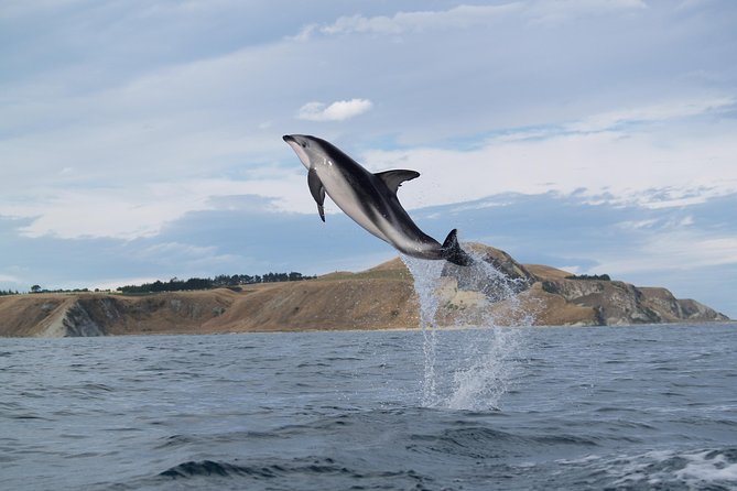Wildlife Sea Kayaking Tour - Kaikoura - Wildlife odds: seals are likely, dolphins and penguins depend on luck