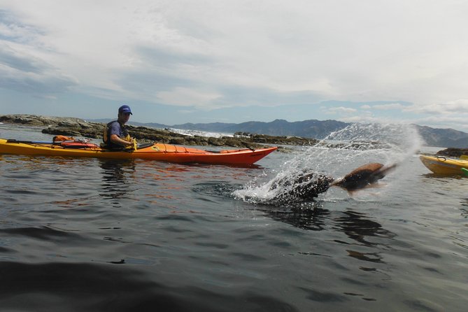 Wildlife Sea Kayaking Tour - Kaikoura - Paddling technique coaching: you learn more than just steering