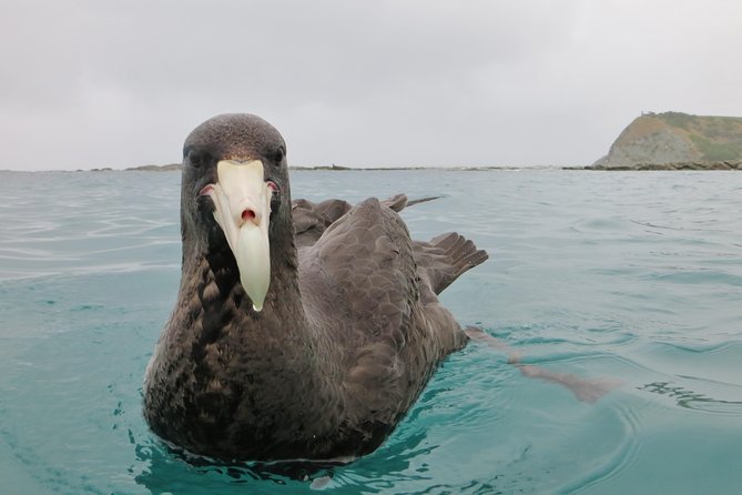 Wildlife Sea Kayaking Tour - Kaikoura - Weather reality on the Kaikoura coast: plan for wind and rain
