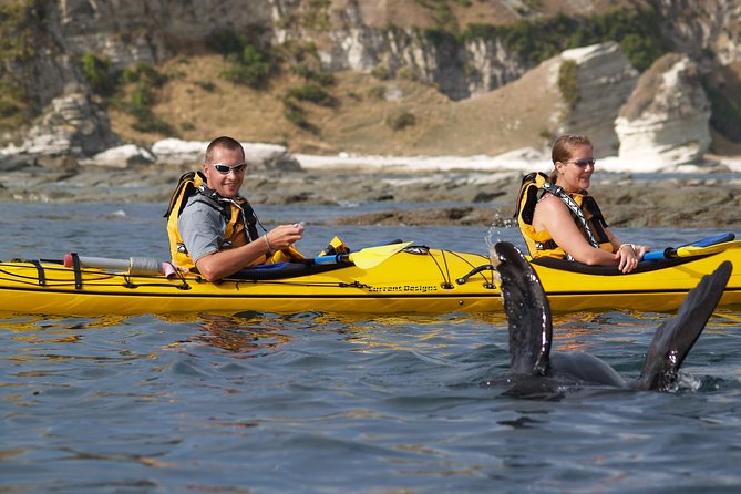 Wildlife Sea Kayaking Tour - Kaikoura - Price and value at $99.29: what you are really paying for