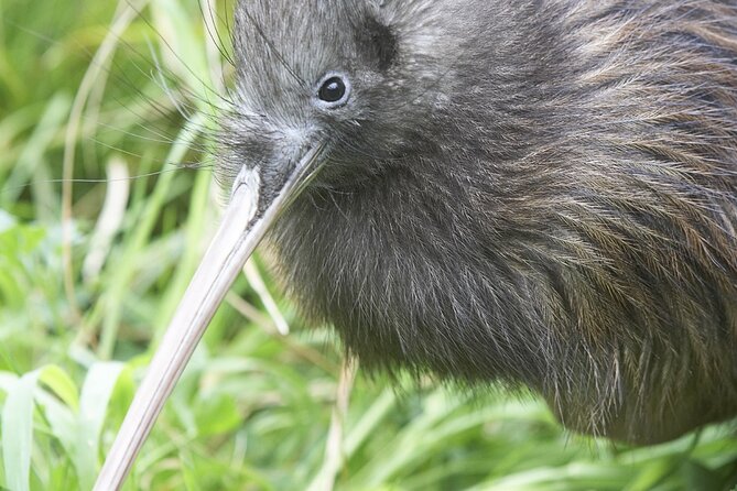 Willowbank Wildlife Reserve Day Entry - Kiwi House: Guaranteed Kiwi Viewing, Dark Conditions, and Quiet Time