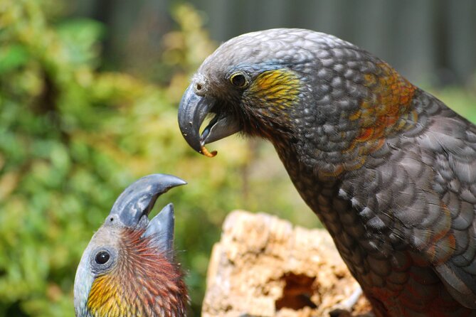 Willowbank Wildlife Reserve Day Entry - Hands-On Feeding and Petting: Fun, But Follow the Rules