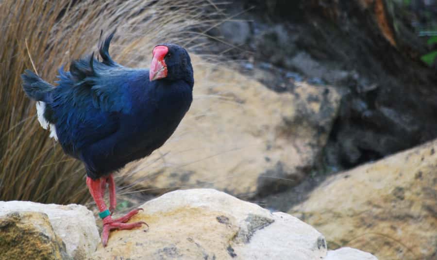 Willowbank Wildlife Reserve Day Entry Ticket - Key points before you go