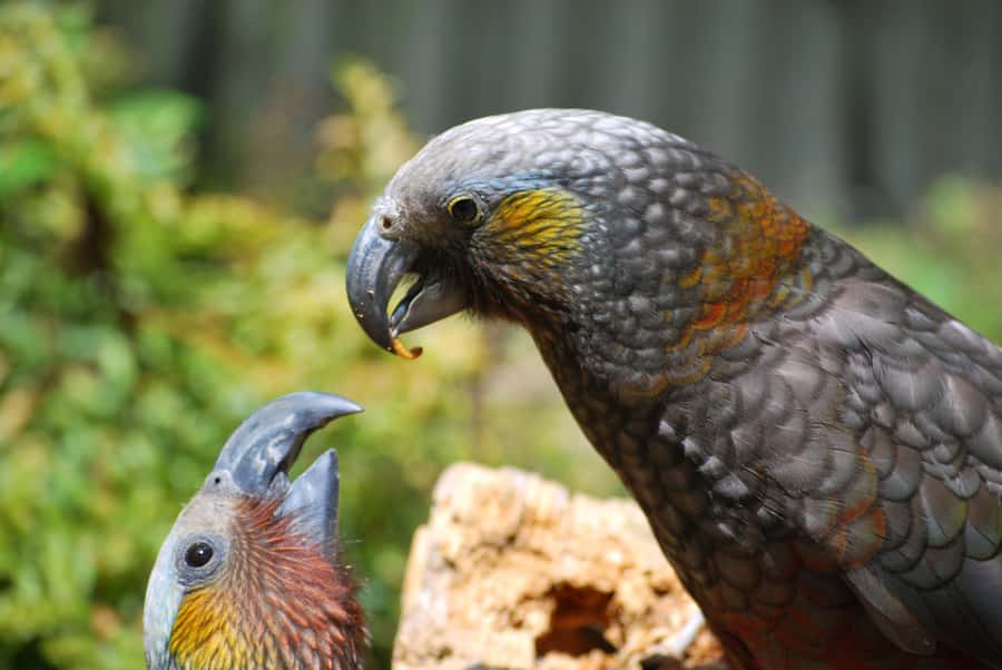 Willowbank Wildlife Reserve Day Entry Ticket - Who this suits best, and who may want to adjust expectations
