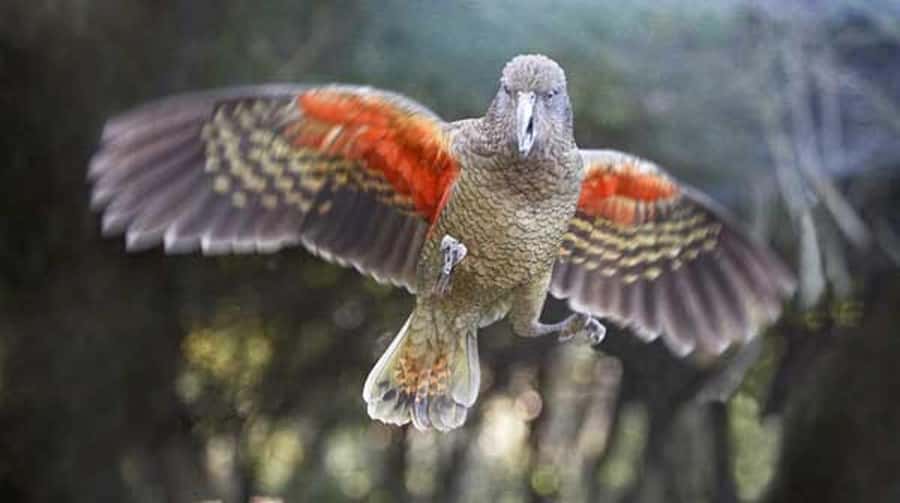 Willowbank Wildlife Reserve Day Entry Ticket - Kea time: walking into the alpine parrot enclosure