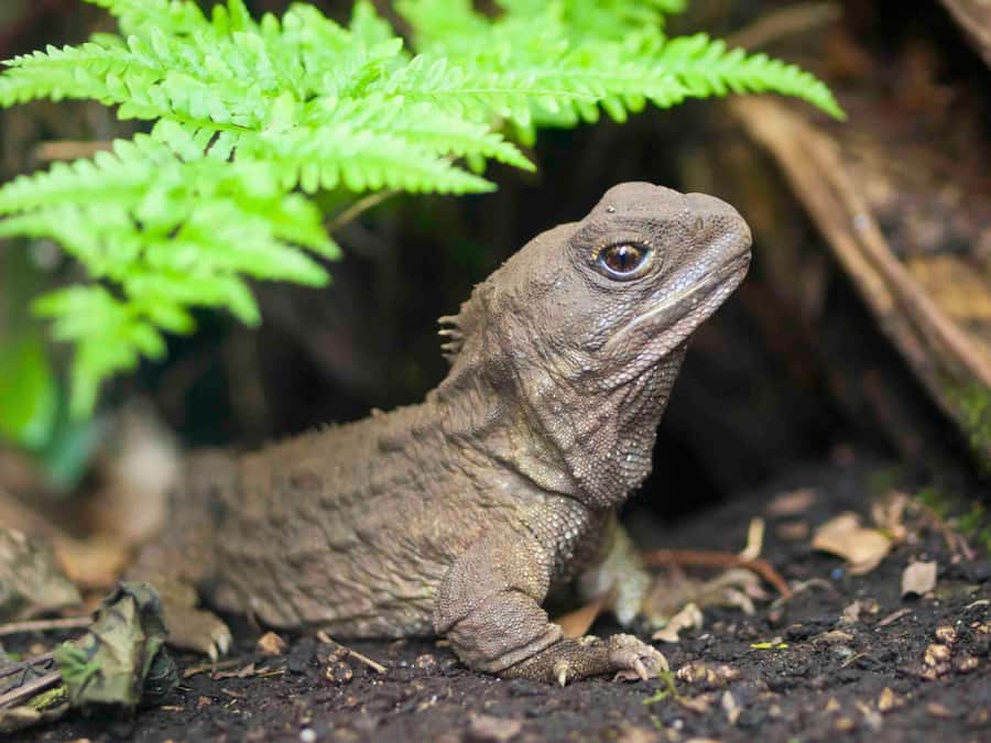 Willowbank Wildlife Reserve Day Entry Ticket - Tuatara and the rare birds that make the reserve special