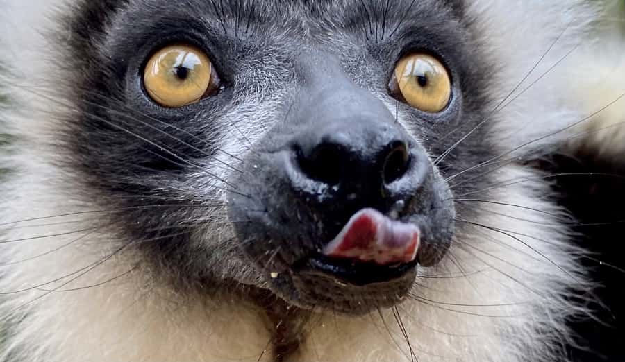 Willowbank Wildlife Reserve Day Entry Ticket - Price and value for a $21 half-day ticket