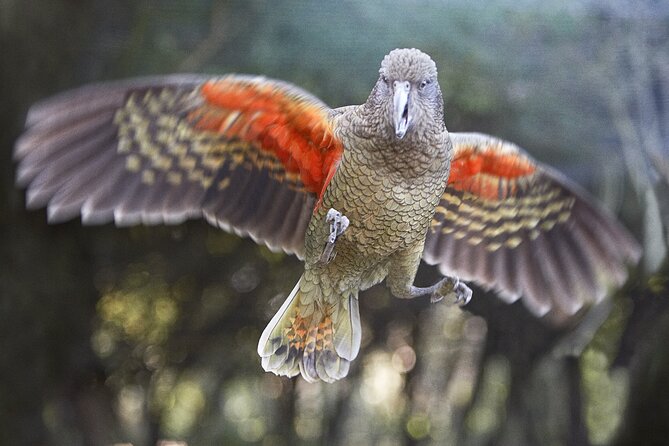Willowbank Wildlife Reserve Day Entry - The Main Trail: Native Birds, Tuatara, Kiwi, Plus Introduced Favorites
