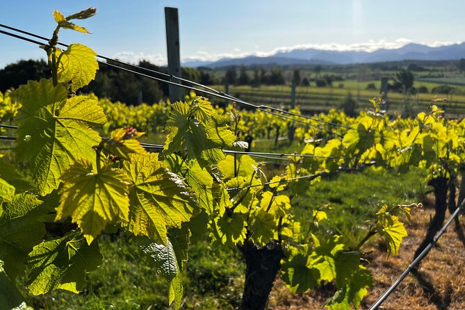 Wine Exposed Nelson Winery Tour - Moutere, Waimea, and Coastal Tasman: Taste the Region as Three Different Personalities