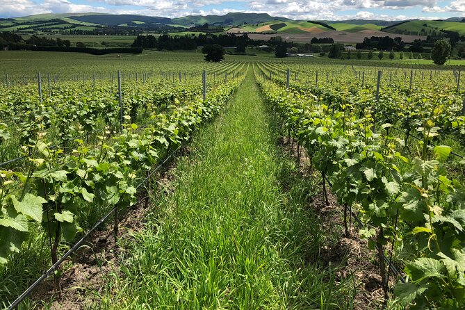 Wine trail and Christchurch City - Luxury, Small Group Tour - Port Hills viewpoints: Lyttelton Harbour, Canterbury Plains, and the Southern Alps