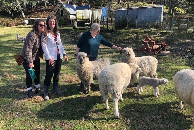 Wool Sheep Farm Experience with Handmade Wool Hat in New Zealand - The Animal Lineup You Can Actually Interact With