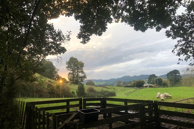 Wool Sheep Farm Experience with Handmade Wool Hat in New Zealand - From Shearing to Spun Yarn: Where the Craft Comes Alive