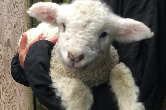 Wool Sheep Farm Experience with Handmade Wool Hat in New Zealand - Who Should Book This Wool Farm Experience