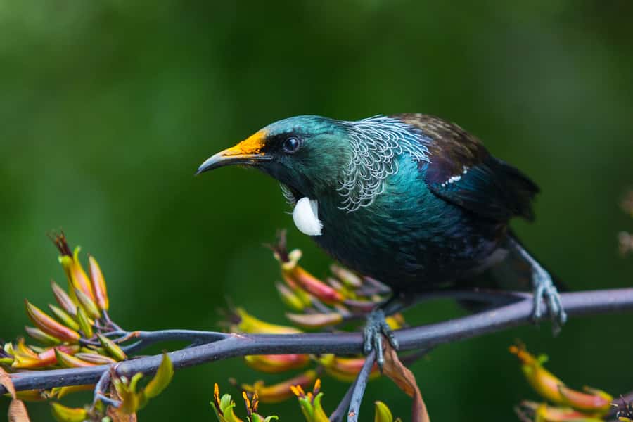 Zealandia by Day Tour - Key takeaways before you go