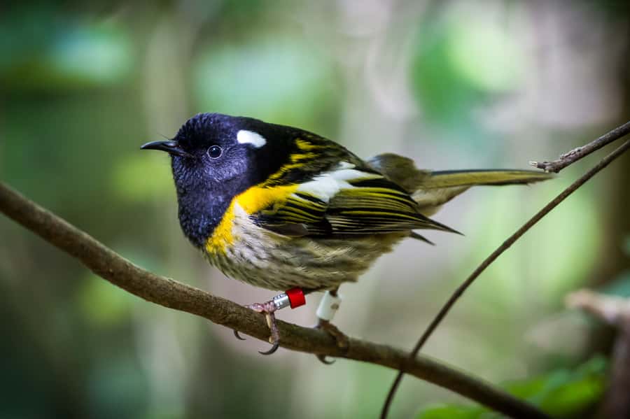 Zealandia by Day Tour - Wildlife targets you should hope for: takahē, tūī, kākā, and tuatara