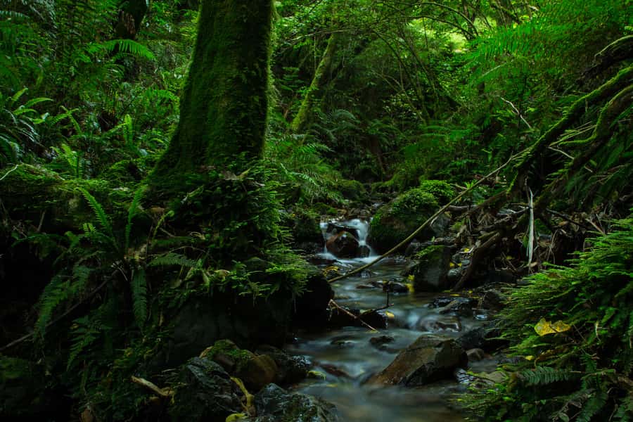 Zealandia by Day Tour - Plant stories and restoration lessons, not just bird spotting