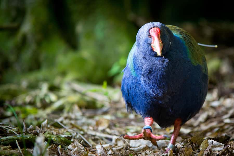 Zealandia by Day Tour - Price and value: is $41 for 2 hours a fair deal?