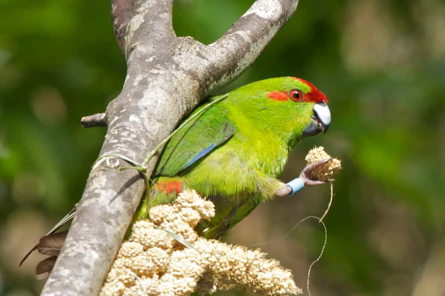 Zealandia by Day Tour - Visitor Center start: exhibition first, then bio-security